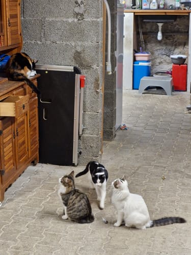 Avis d'un client montrant un chat mangeant des croquettes sur un meuble, tandis que trois autres attendent en dessous.