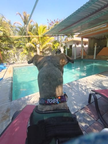 Customer photo review of Collar personalizado para Mascota: Alebrije