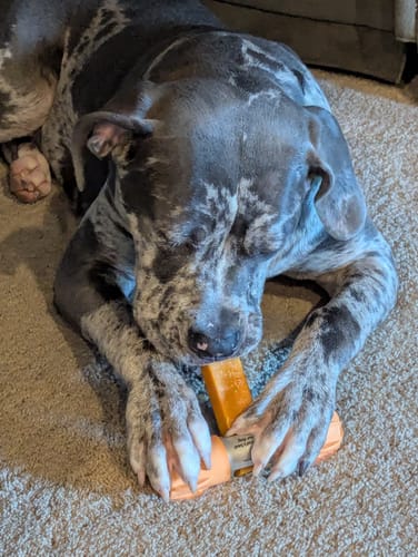 Customer's large merle dog lying on the floor chewing on a Pumpkin Yak Chew in a bright orange holder.