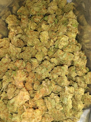 Customer photo review of Bulk Indoor THCA Smalls