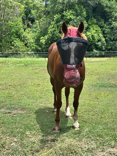 Customer photo review of LE Outback Flymask with Nose (no ears)