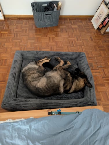 Customer's German Shepherd sleeping on its back in the grey corduroy Orthopaedic Dog Bed on a wooden floor.