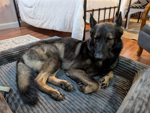 Customer's German Shepherd resting awake on the grey Orthopaedic Dog Bed in a bedroom setting.