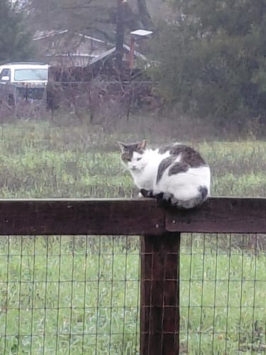 Customer photo review of 3x Blisso Advanced Cat Probiotic