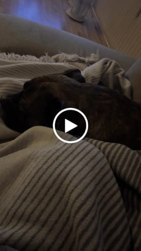 Customer video review of Strotonin Dog Support