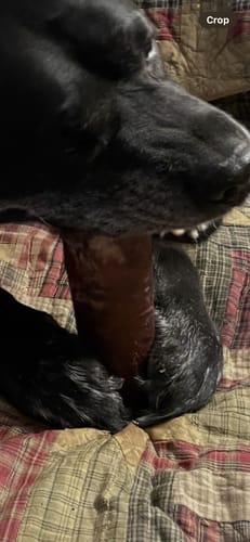 Close-up of a customer's black dog chewing a Smoked Beef Marrow Bone on a plaid quilt.