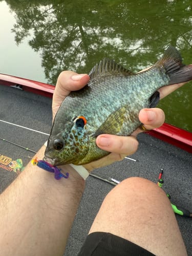 Customer photo review of Catch More Down Size Pack