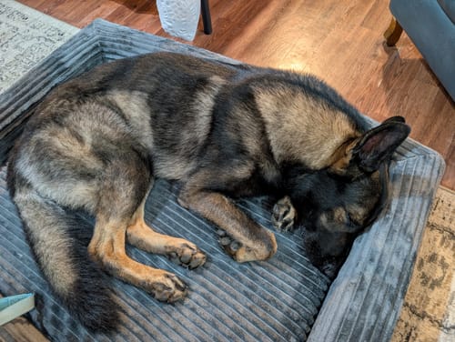 Close-up of a reviewer's German Shepherd sleeping soundly in the grey corduroy Orthopaedic Dog Bed.