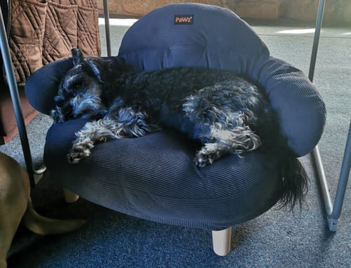 Customer's Mini Schnauzer sleeping soundly on the grey striped CloudNest Elevated Pet Sofa Bed.