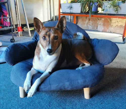 Customer's Basenji relaxing on the grey striped CloudNest Elevated Pet Sofa Bed and looking forward.
