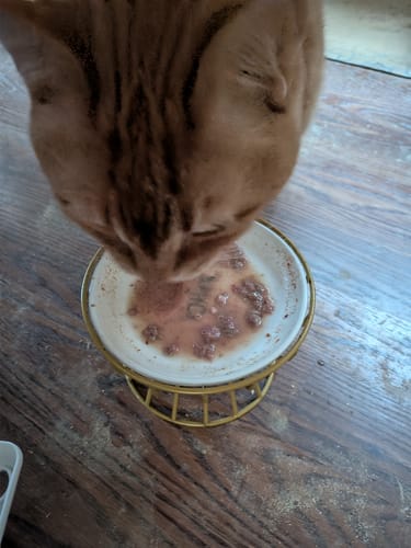 Customer photo review of WellyTails Mature/Senior Cat Formula Rx Supplement 242 grams