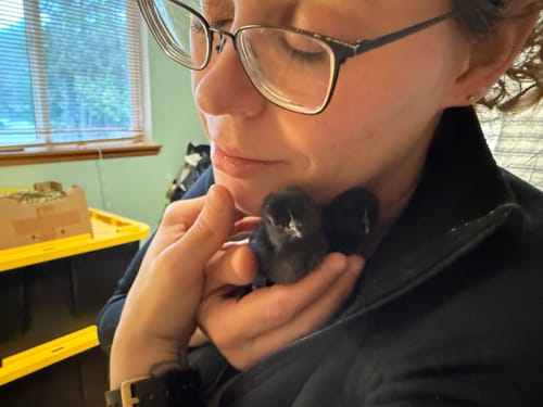 Customer photo review of Ayam Cemani "FLF New Imported Bloodline" Chick (Unsexed)