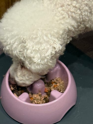 Customer photo review of Dogit Anti-gulping Go Slow Dog Bowl