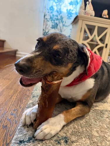 Customer's dog in a red bandana chews a large Smoked Beef Marrow Bone while lying on a rug.