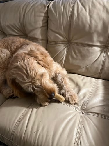 Customer's golden doodle lying on a cream couch chewing a Long-Lasting Yak Chew.