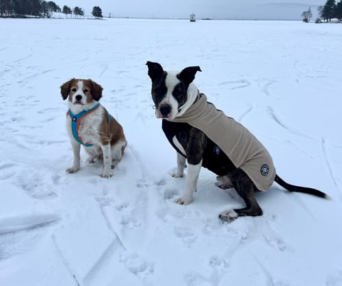 Customer photo review of Slip on Harness | Foam Padded - Light Blue x Orange