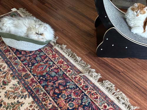 Customer photo review of Instinct Basket | Handwoven & Chemical-Free Cat Territory