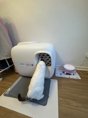 Customer photo review of Self-Cleaning Litter Box