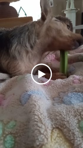 Customer video review of Long-Lasting Yak Chews — 6 Flavor Pack