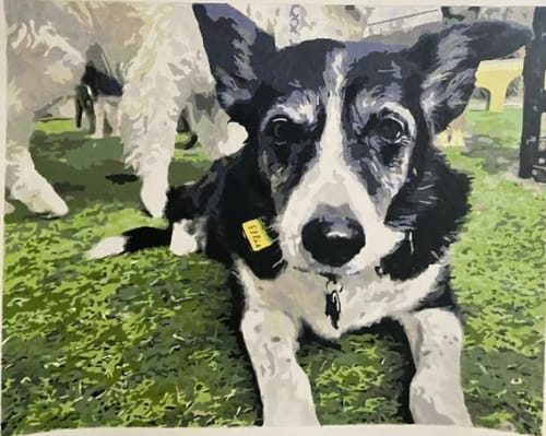 Customer photo review of Custom Pet Paint By Numbers