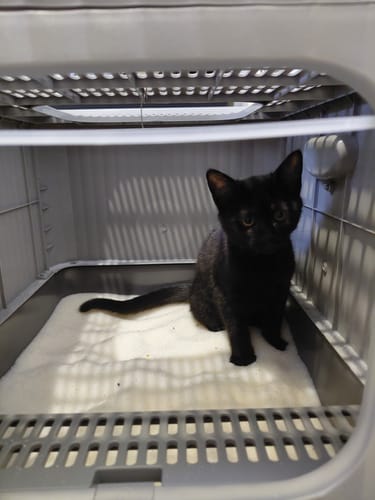 Customer photo review of 3 Month Supply - 1 Cat