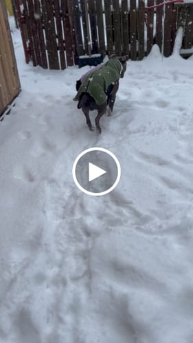 Customer video review of Dog Fleece With Zip - Lavender
