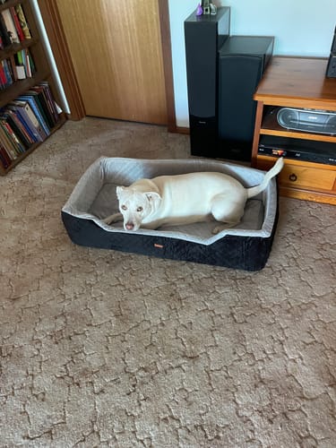 Customer's white dog lying in the black Dog Car Booster Seat on a carpeted floor in a living room.