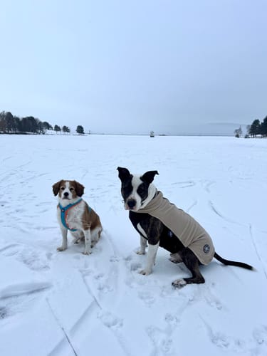 Customer photo review of Dog Fleece With Zip - Khaki