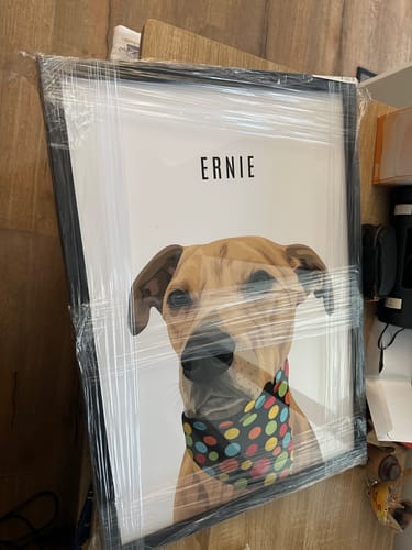 Customer's framed custom dog portrait of 'Ernie' wearing a colorful bandana, still wrapped in plastic.