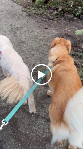 Customer video review of Connecting Ring