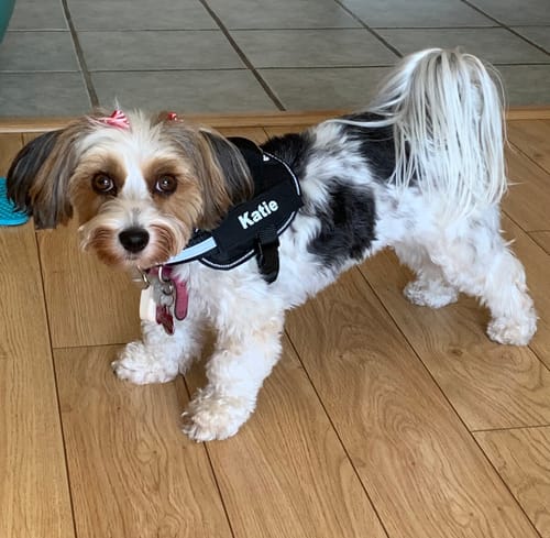 Customer's Dogshood No Pull Harness on a small black and white dog, featuring a personalized name patch.