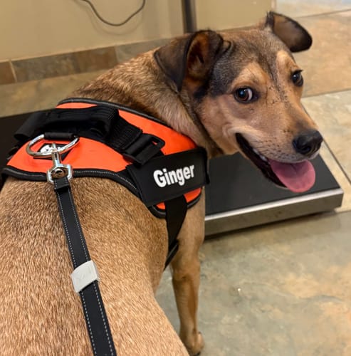 Customer's dog wearing an orange Dogshood No Pull Harness with a personalized name patch, seen from the back.