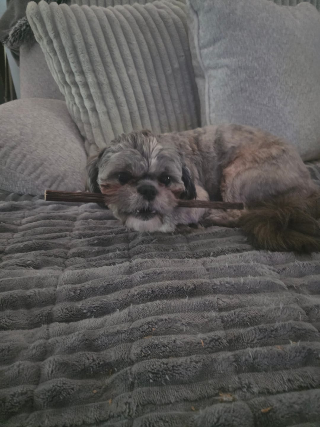 Customer photo review of PawProtect