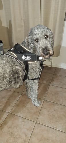 Customer's gray dog wearing a black Dogs Hood harness while standing on a tiled floor.