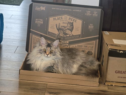 Customer's cat sitting inside the Chaos Maker scratching board box, showing the branded interior packaging.