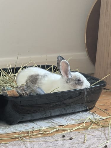 Customer's white and grey rabbit resting inside a plastic tray filled with Timothy Hay Blend.