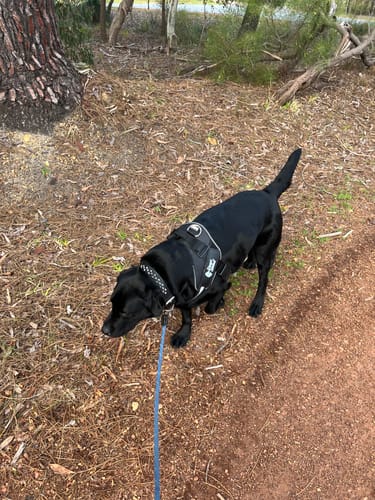 Customer's black Dogshood No Pull Harness on a dog being walked on a dirt path with a blue leash.