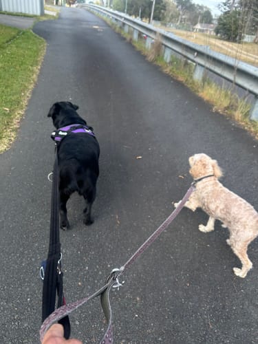 Customer's Dogshood No Pull Harness on a black dog, while walking on a paved path outdoors.