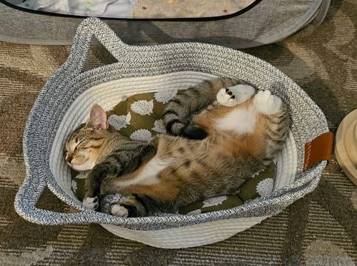 Customer's Instinct Basket with a cat sleeping inside on a patterned cushion.