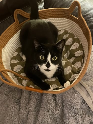Customer's black and white cat sitting comfortably inside the Instinct Basket with green patterned cushion