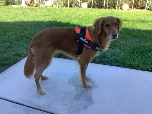 Customer's golden retriever wearing an orange and black Dogshood No Pull Harness while standing on a concrete patio.