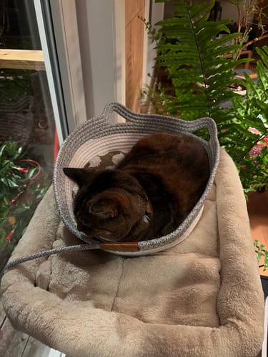 Customer's brown cat napping inside the grey and white woven Instinct Basket, placed on a pet bed.