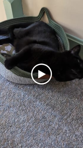 Customer video review of Instinct Basket | Meet the first research-backed natural territory for indoor cats
