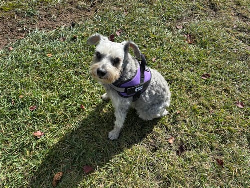 Customer's gray dog wearing a purple Dogshood No Pull Harness while sitting in a grassy area.