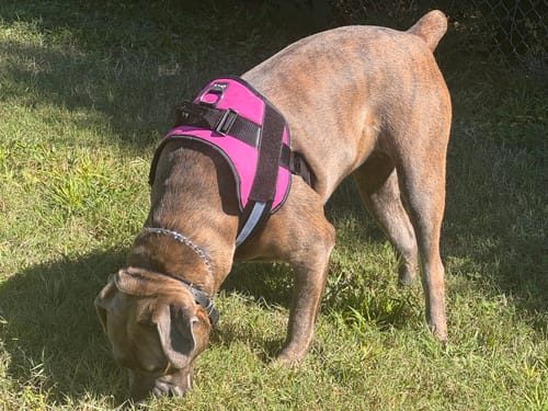 Customer's brindle dog wearing a bright pink Dogshood No Pull Harness while sniffing grass in a sunny backyard.