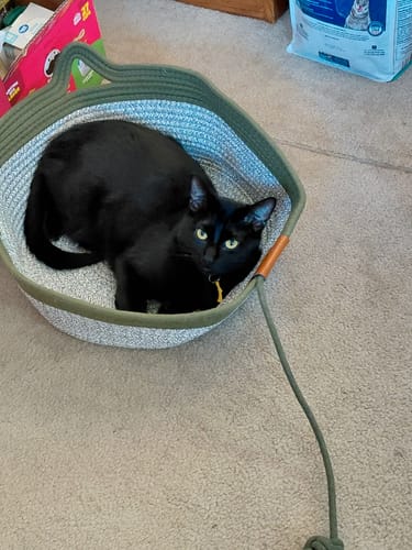 Customer's sleek black cat resting inside the green Instinct Basket on a carpeted floor.
