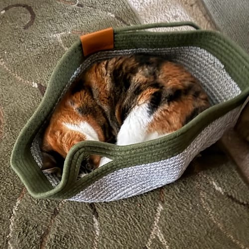 Customer's calico cat curled up and sleeping inside an Instinct Basket on a green carpet.
