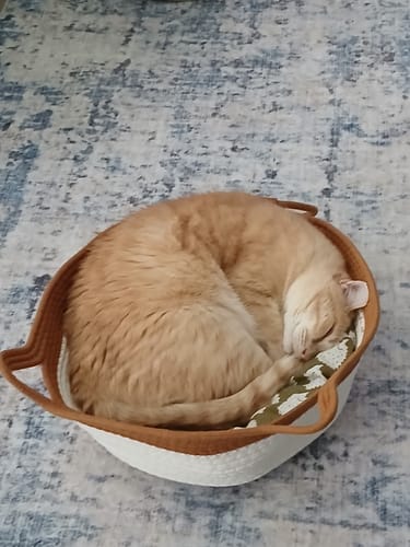 Customer's ginger cat curled up sleeping inside an Instinct Basket on a blue and white patterned rug.