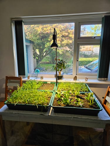 Customer photo review of Pianta 30 Grow Light LED Bulb