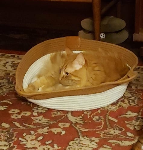 Customer's orange cat resting inside the round Instinct Basket on a patterned rug.